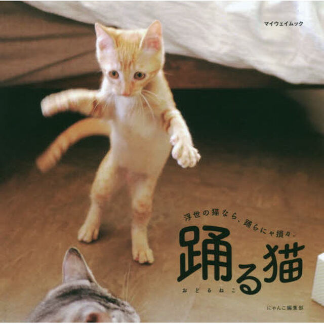 踊る猫