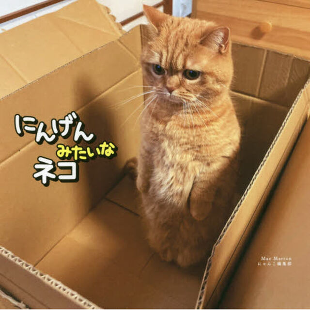 にんげんみたいなネコ