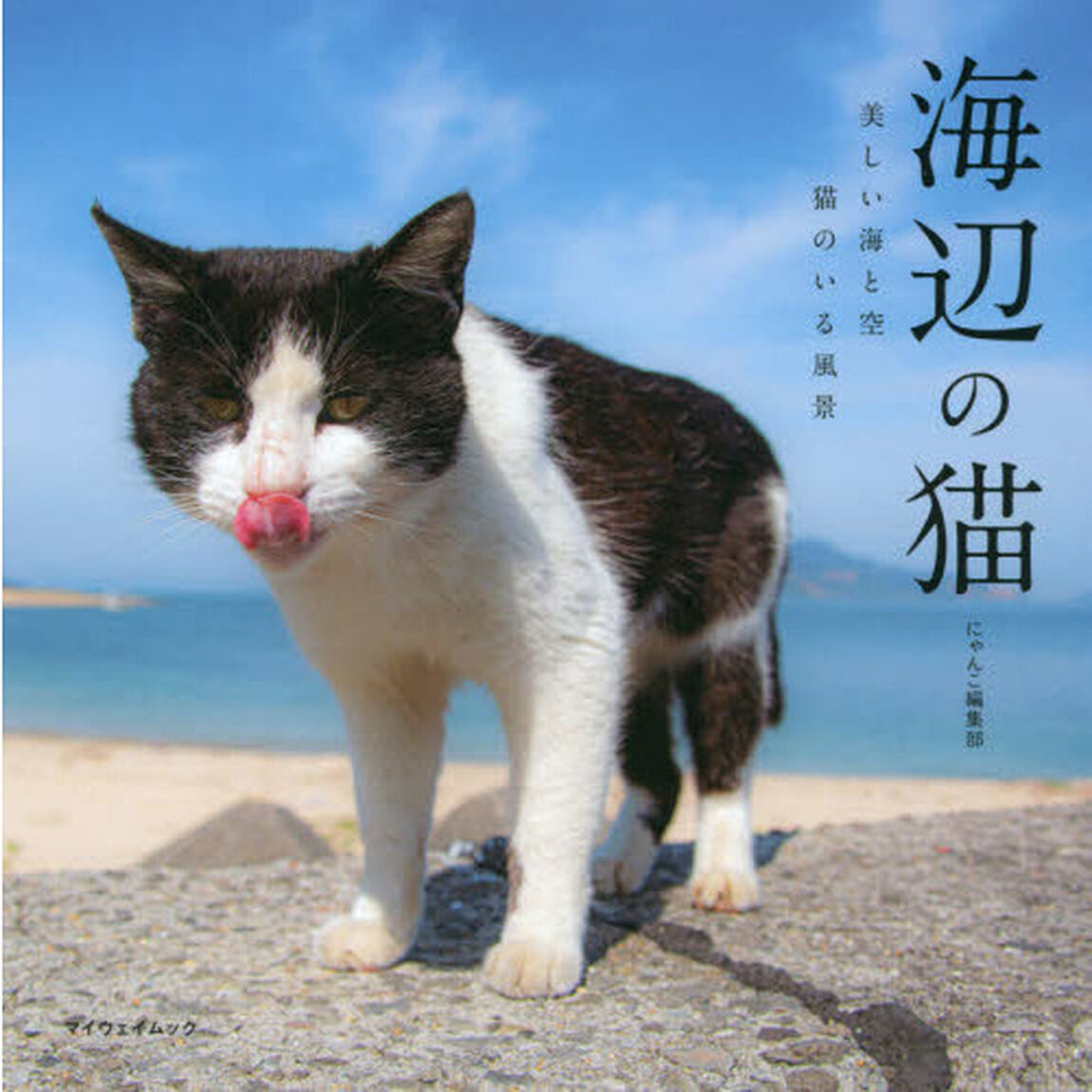 海辺の猫