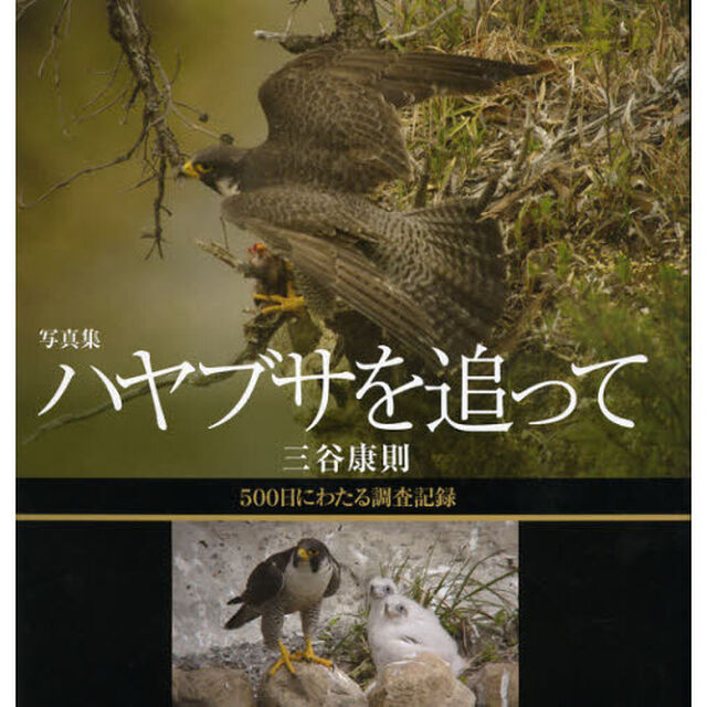 写真集 ハヤブサを追って―500日にわたる調査記録