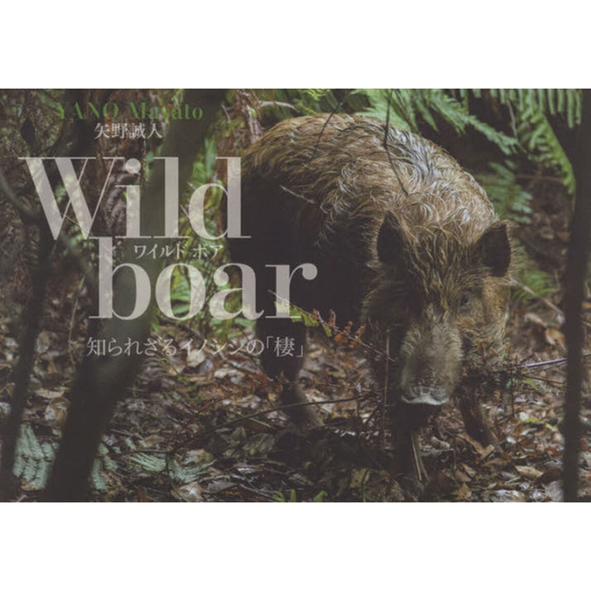 Ｗｉｌｄ　ｂｏａｒ　知られざるイノシシの「棲」