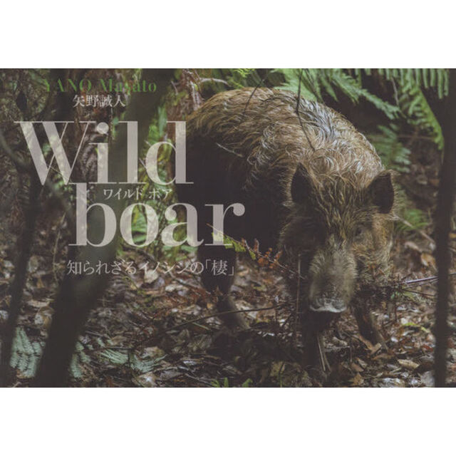 Ｗｉｌｄ　ｂｏａｒ　知られざるイノシシの「棲」