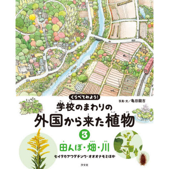 くらべてみよう！学校のまわりの外国から来た植物　３「田んぼ・畑・川　セイタカアワダチソウ・オオオナモミほか」