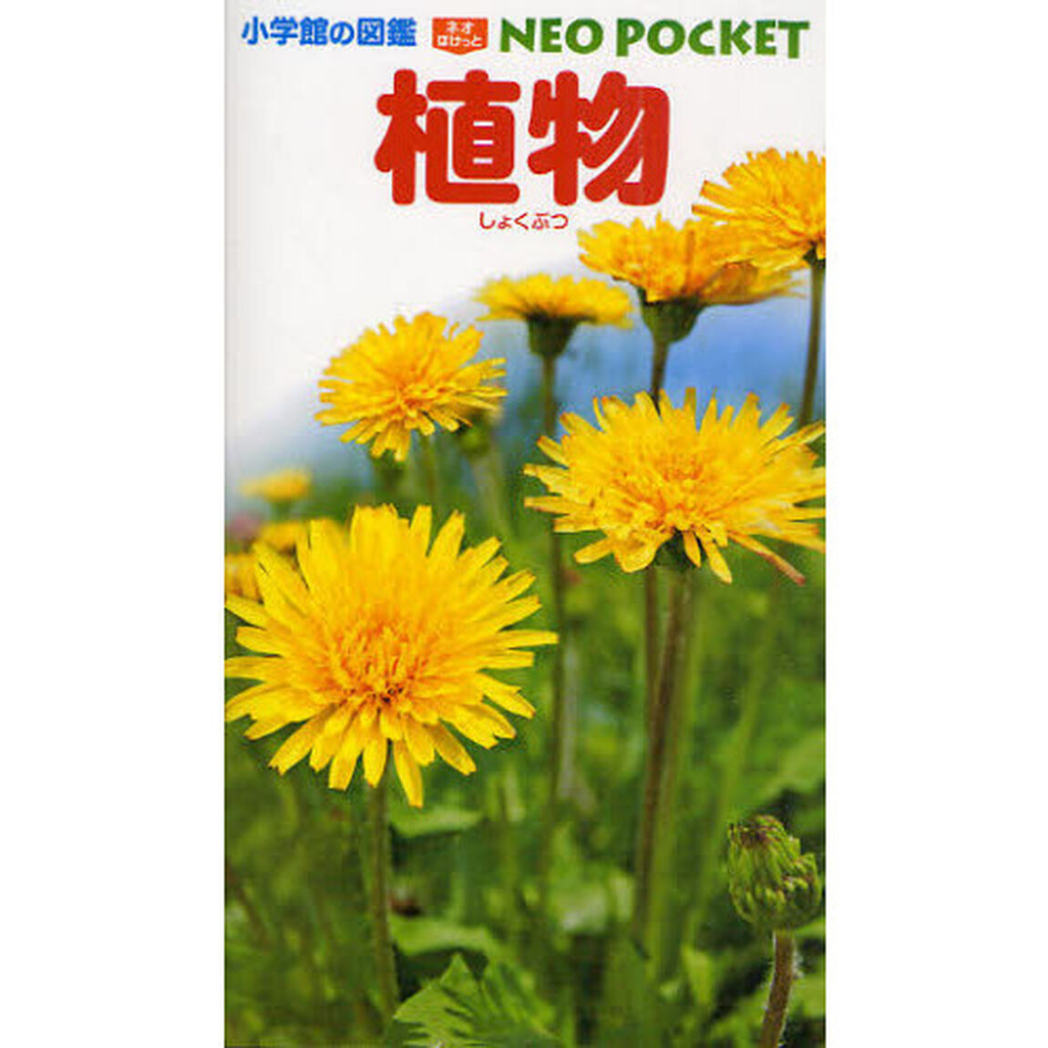 植物