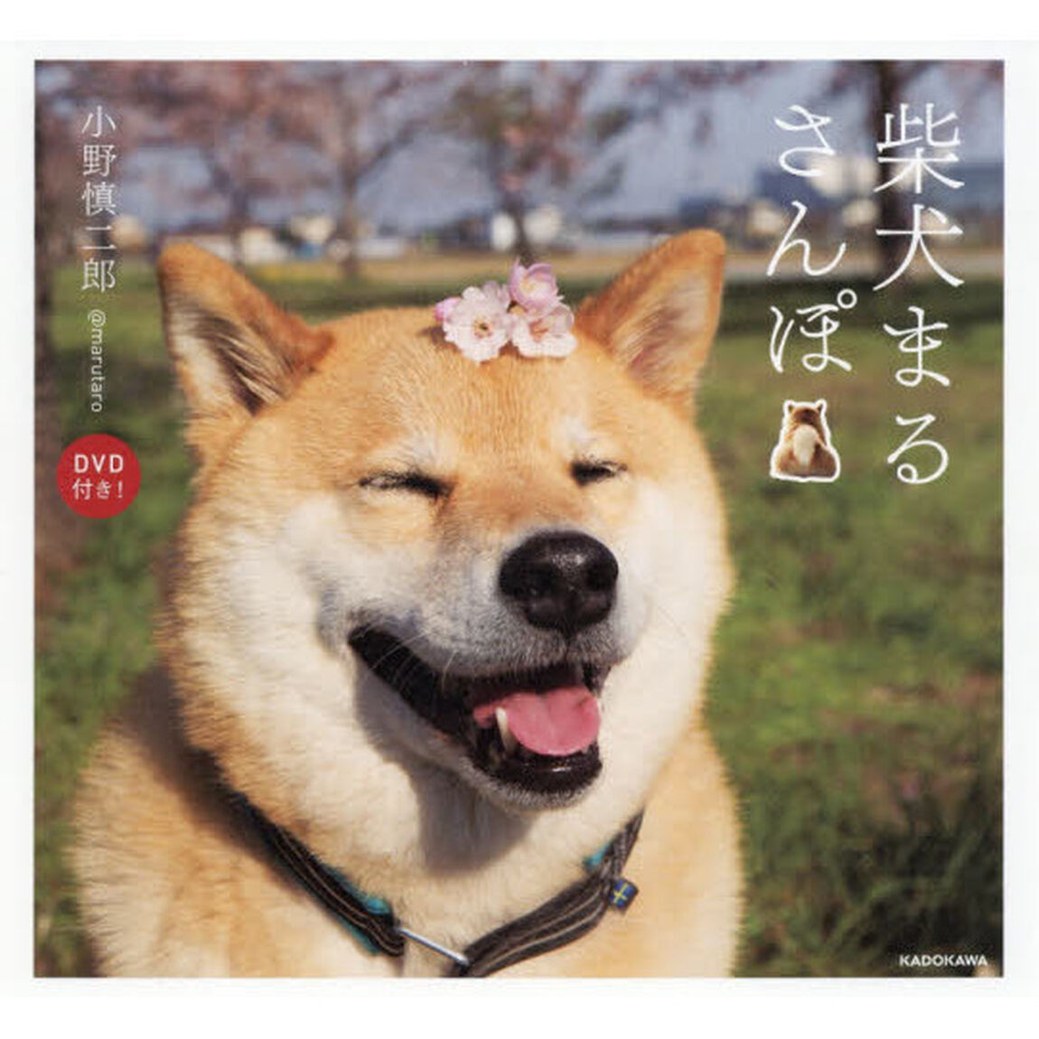 柴犬まるさんぽ