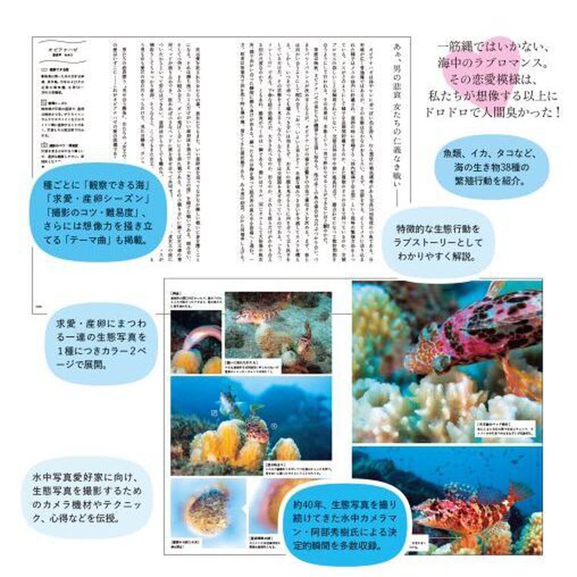 海の生き物が魅せる愛の流儀