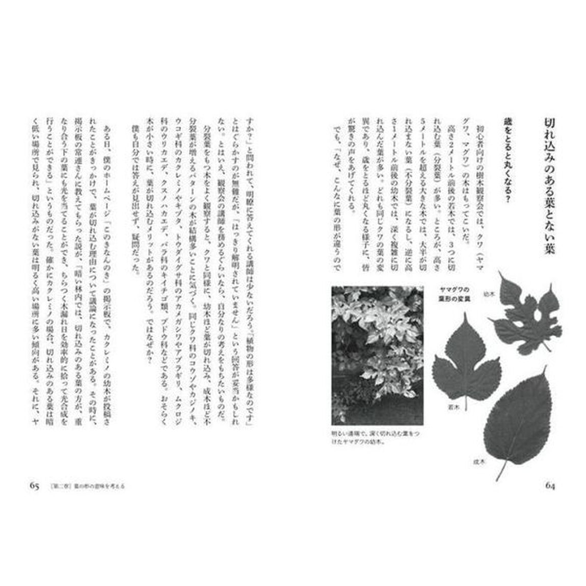 葉っぱはなぜこんな形なのか？　植物の生きる戦略と森の生態系を考える