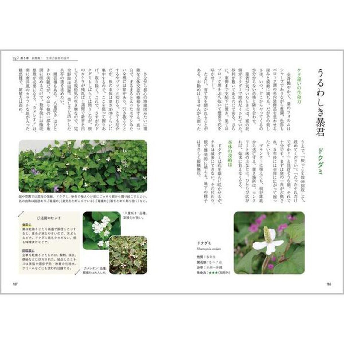 庭時間が愉しくなる雑草の事典　身近にあるとうれしい花、残しておくとヤバイ野草