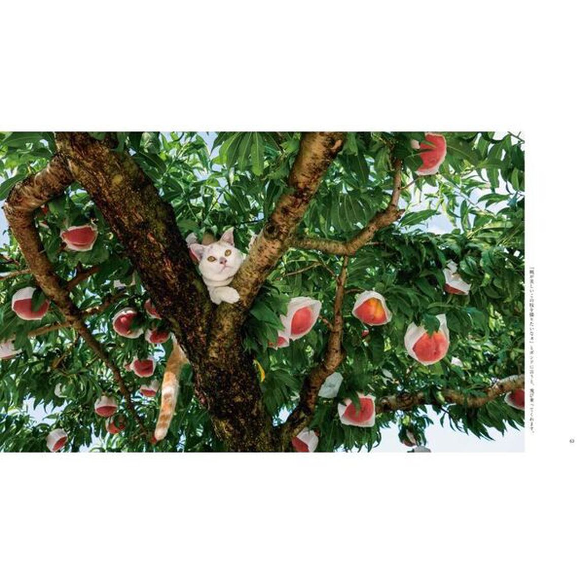 ボンド　桃農家のねこ