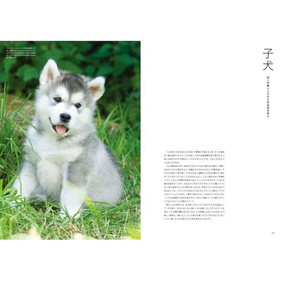 世界の飼い犬と野生犬