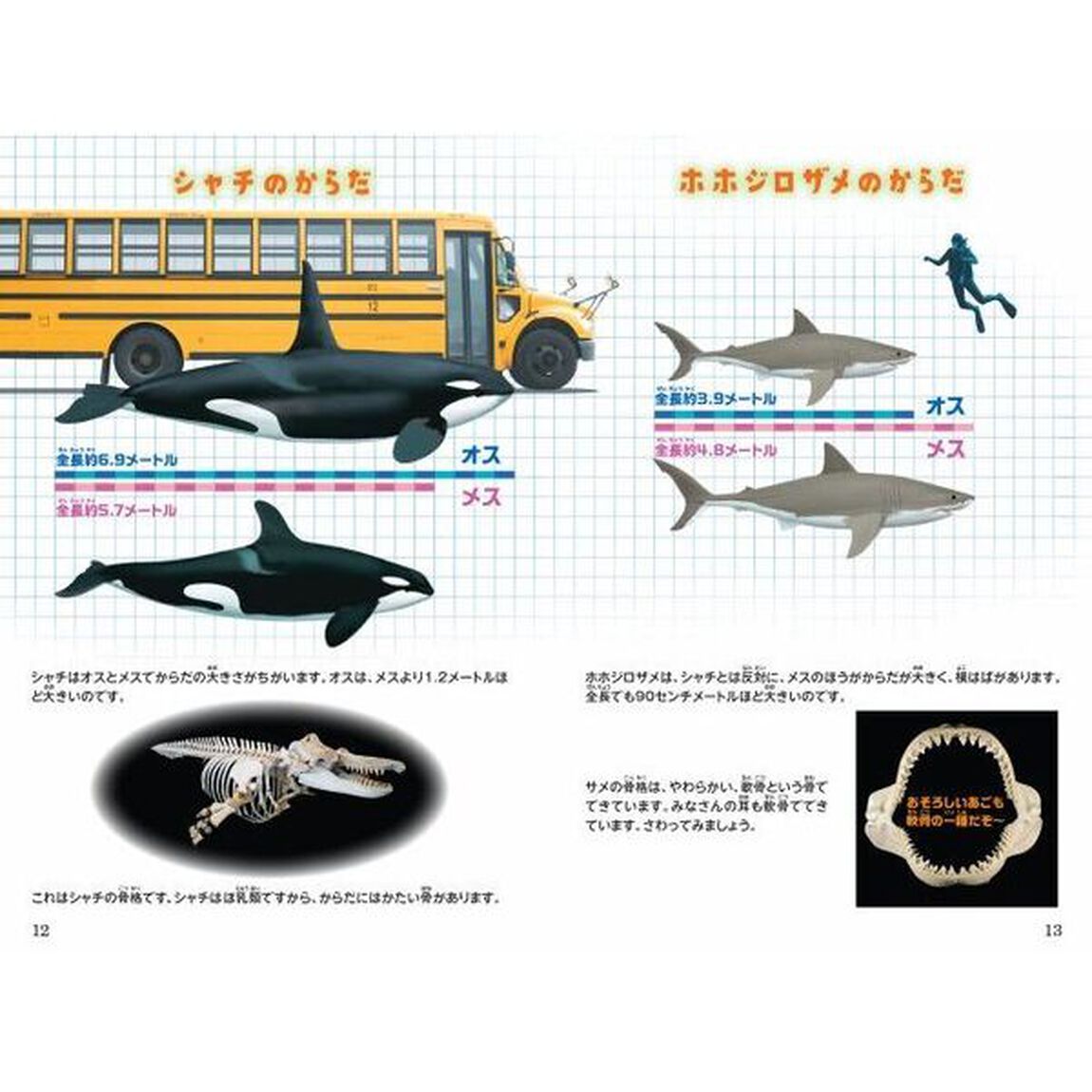 シン・動物ガチンコ対決頭脳派ギャングシャチＶＳ特攻鋸歯ホホジロザメ