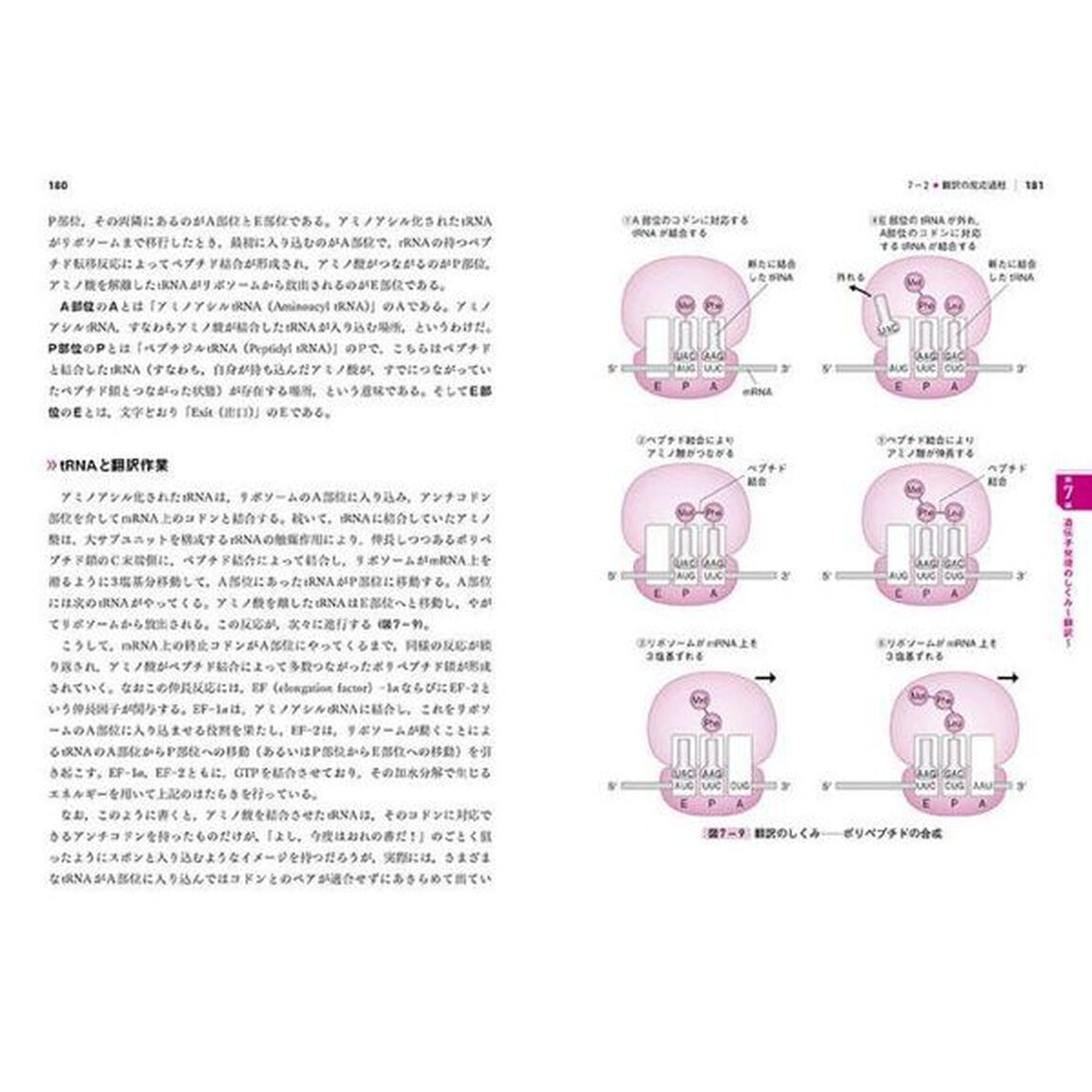 基本がわかる分子生物学集中講義