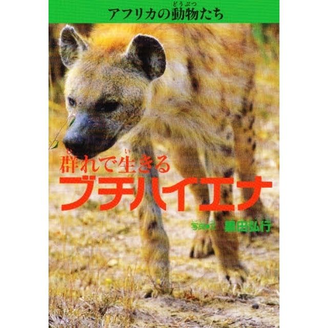 アフリカの動物たち　３「群れで生きるブチハイエナ」