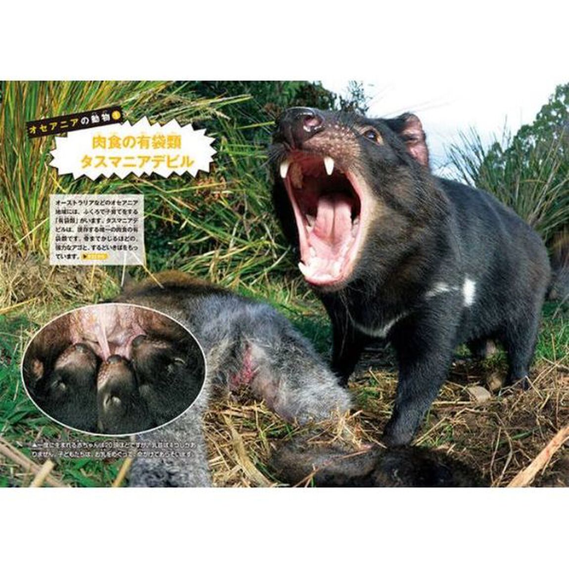 動物のふしぎ　２「アマゾンで大冒険！の巻」