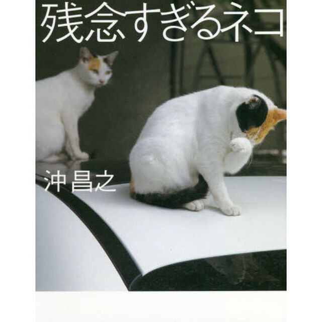 残念すぎるネコ