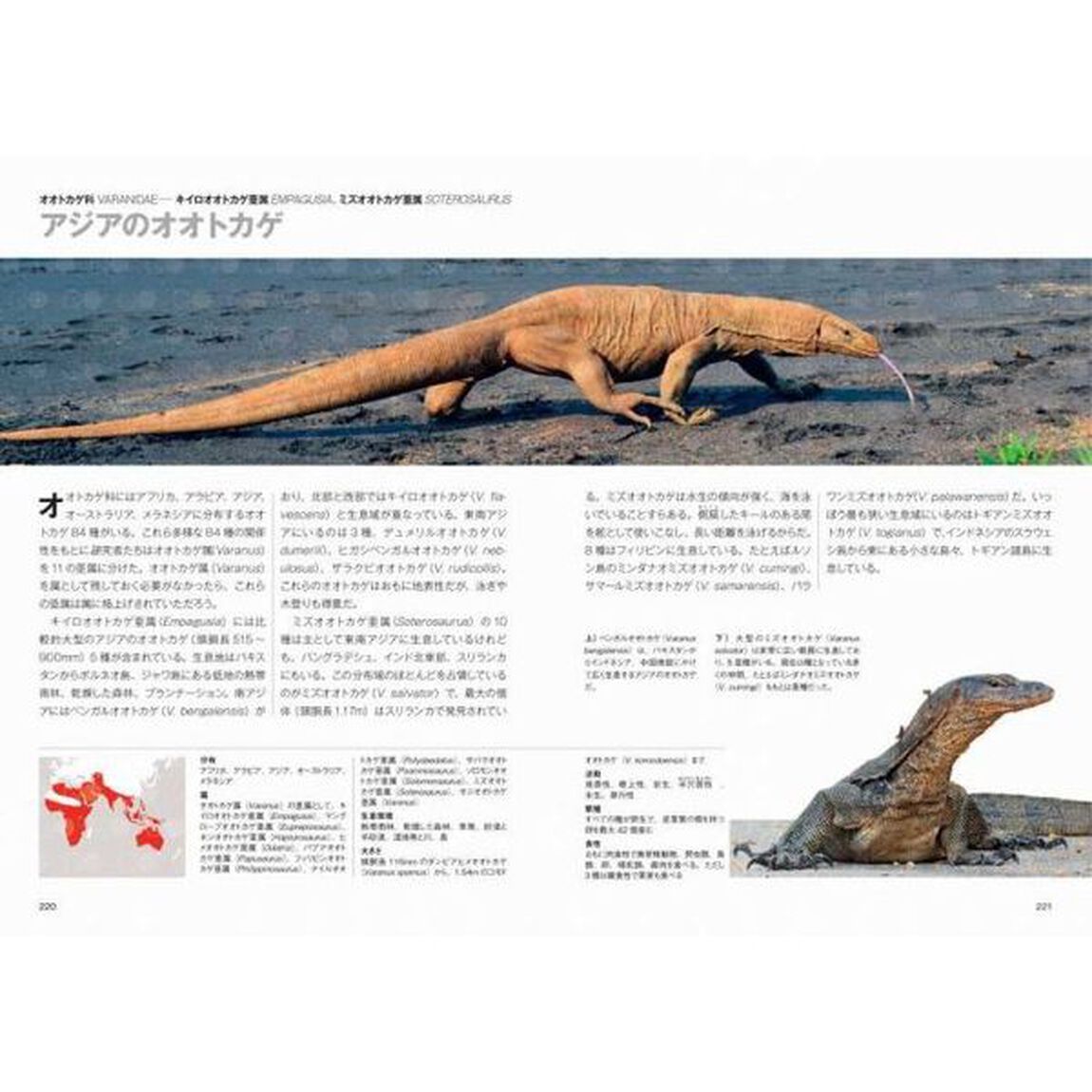 トカゲ大全