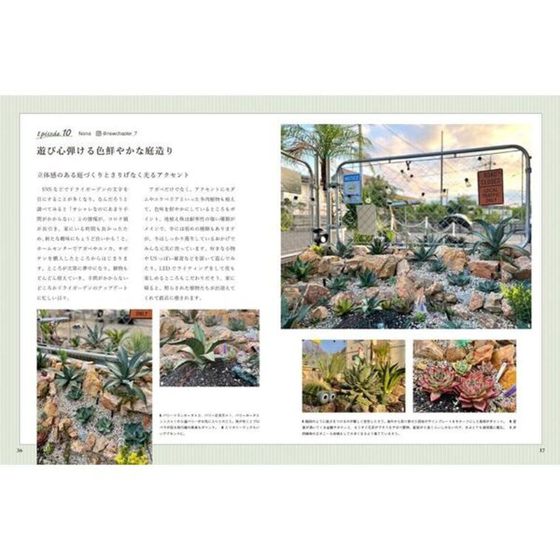 乾燥地帯の珍奇植物ドライガーデン