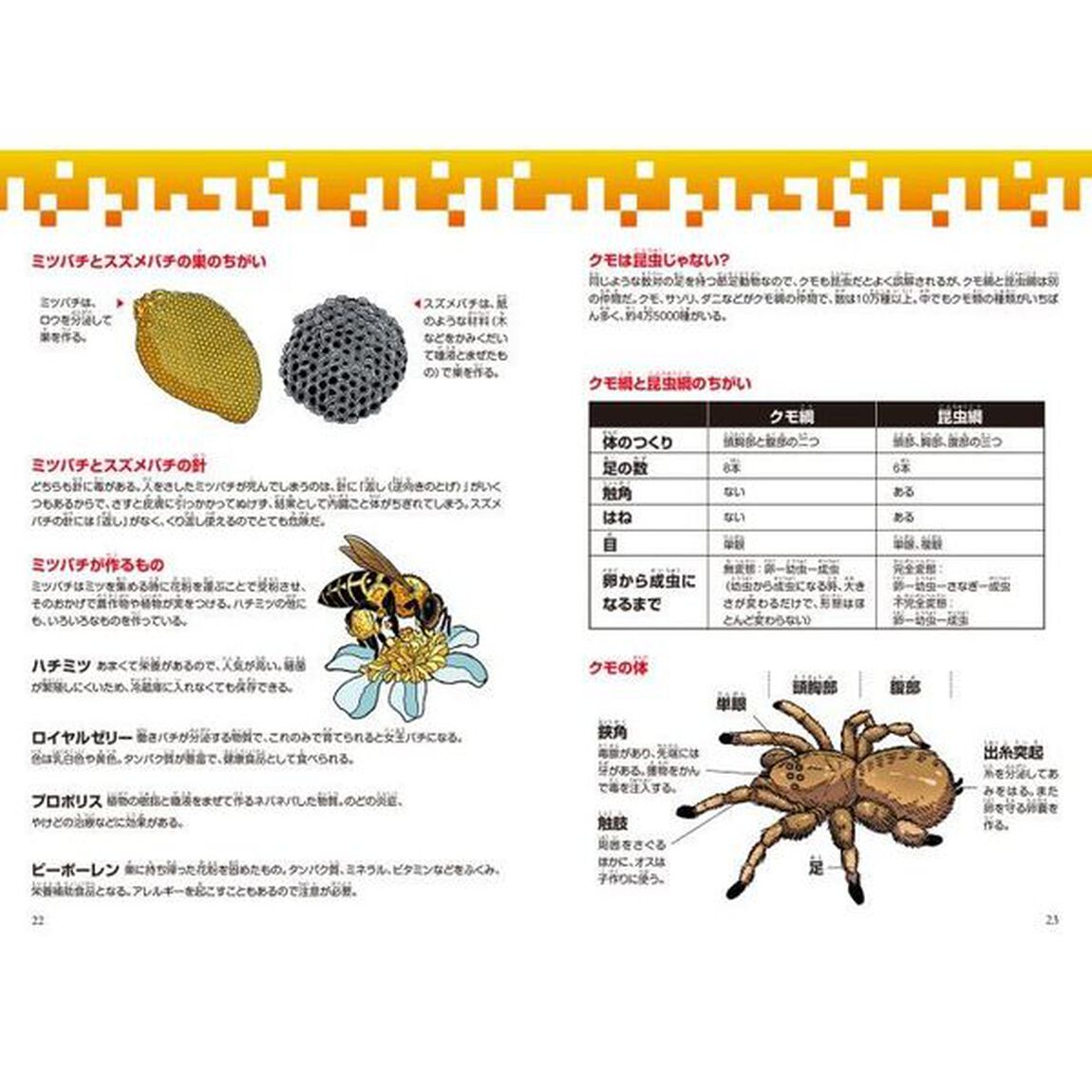 どっちが強い！？ハチＶＳ（たい）クモ　危険生物の必殺バトル