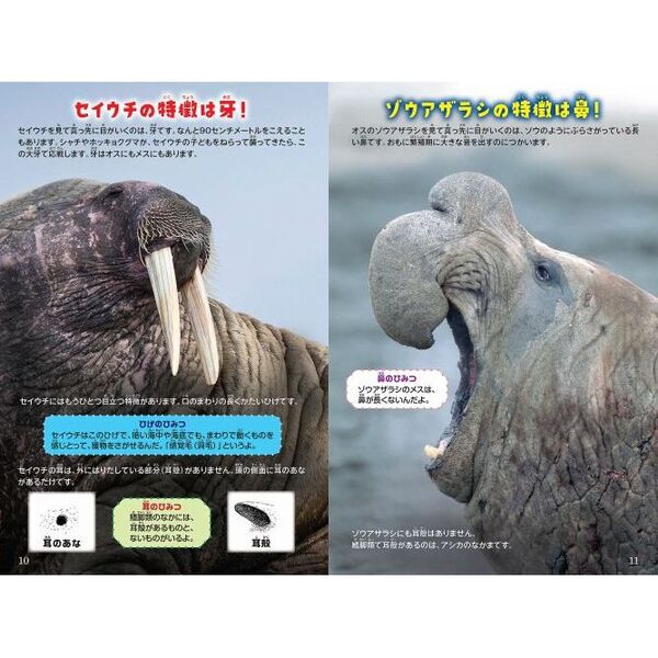 シン・動物ガチンコ対決大牙の強者セイウチVS大鼻の猛者ゾウアザラシ