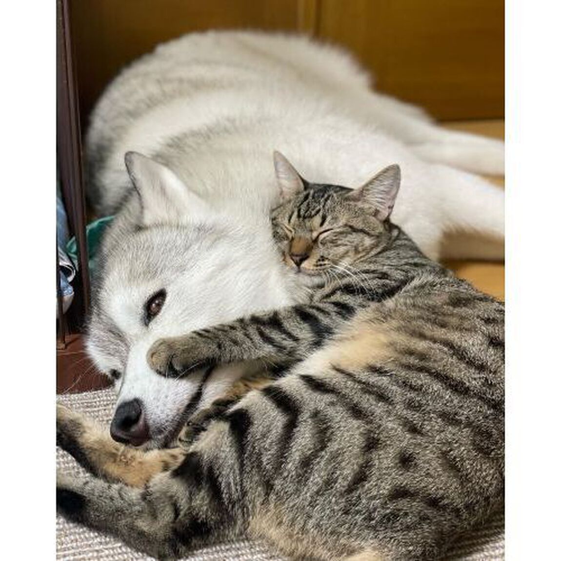 今日も仲良し！ユキちゃんレンちゃんサンちゃん　まるで親子のような犬と猫