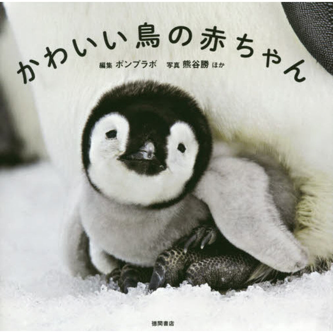 かわいい鳥の赤ちゃん