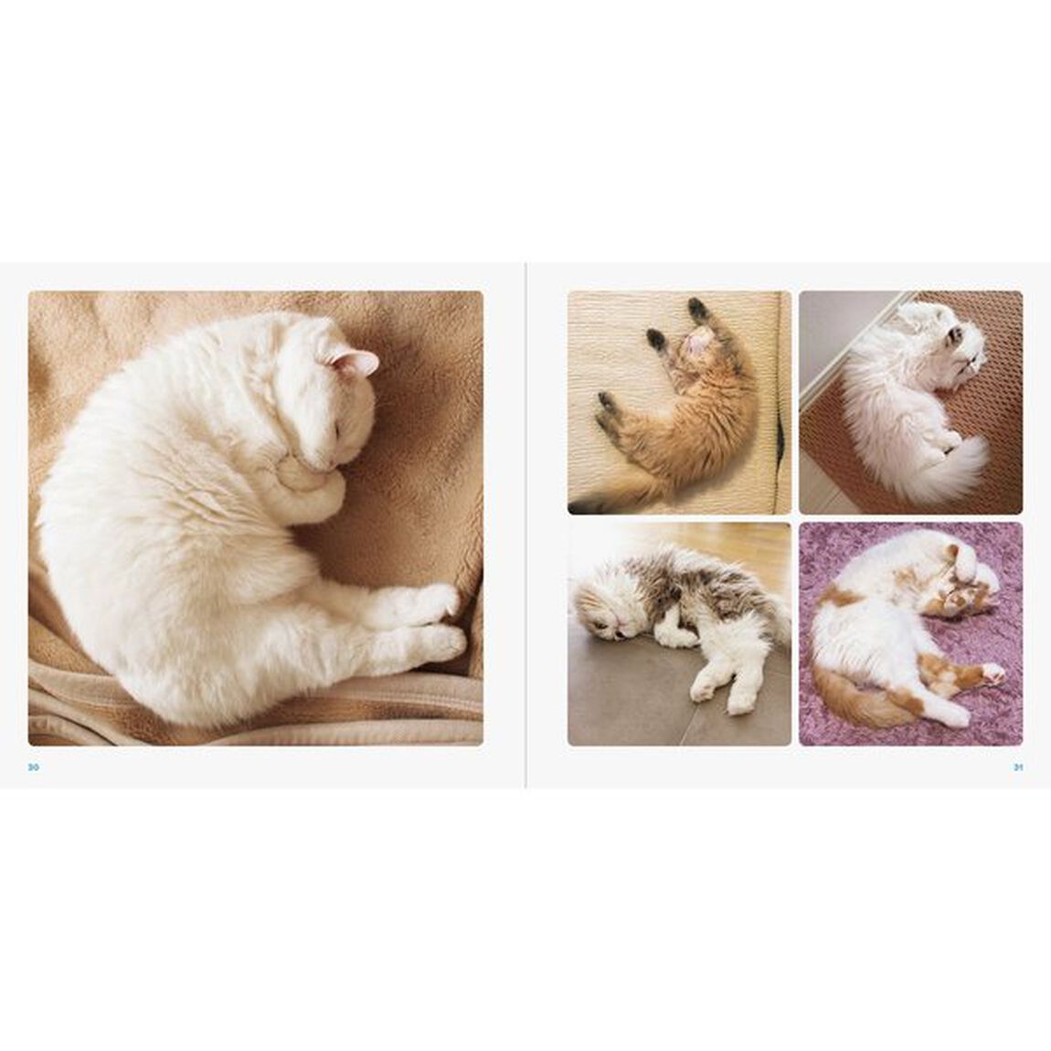 ねこのおみあし