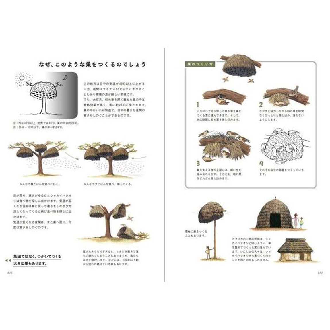 生きものがつくる美しい家　動物たちのすごい巣１２１