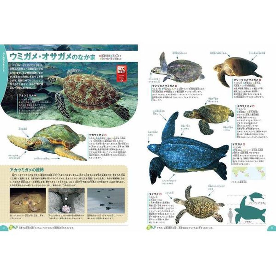 学研の図鑑ＬＩＶＥ　爬虫類・両生類