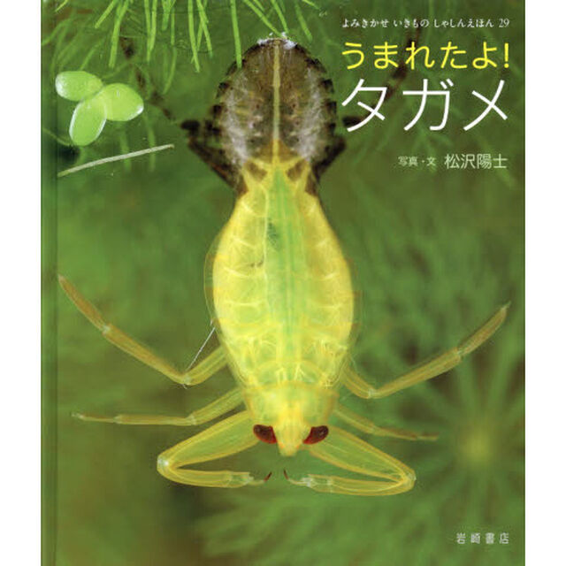 うまれたよ！タガメ