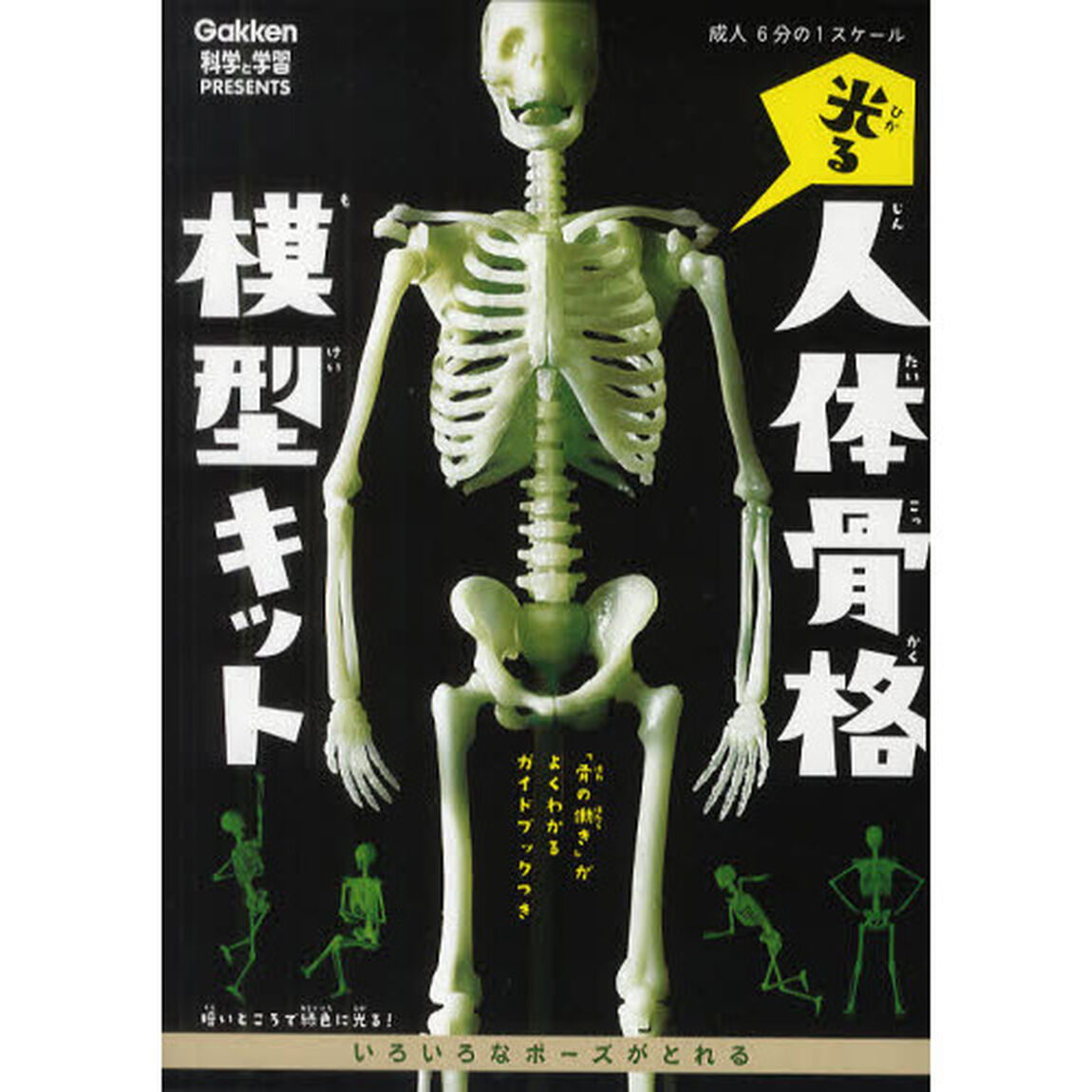 光る人体骨格模型キット　いろいろなポーズ