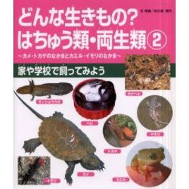 どんな生きもの？はちゅう類・両生類　カメ・トカゲのなかまとカエル・イモリのなかま　２「家や学校で飼ってみよう」