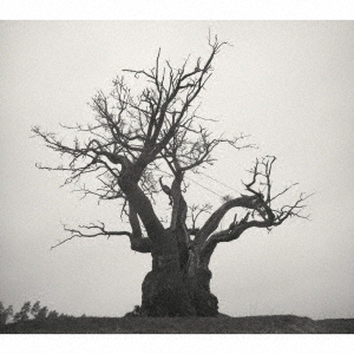 SEKAI NO OWARI／SEKAI NO OWARI 2010-2019（通常盤／2CD）（ＣＤ）