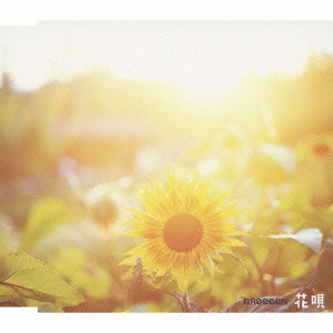 花唄（ＣＤ）