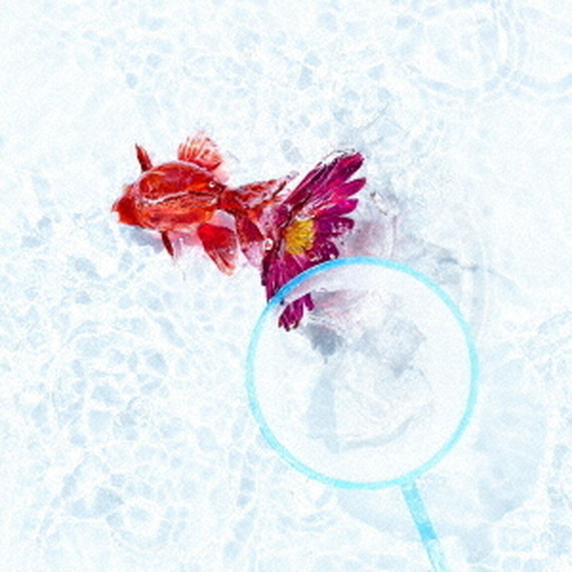 アスター（ＣＤ）