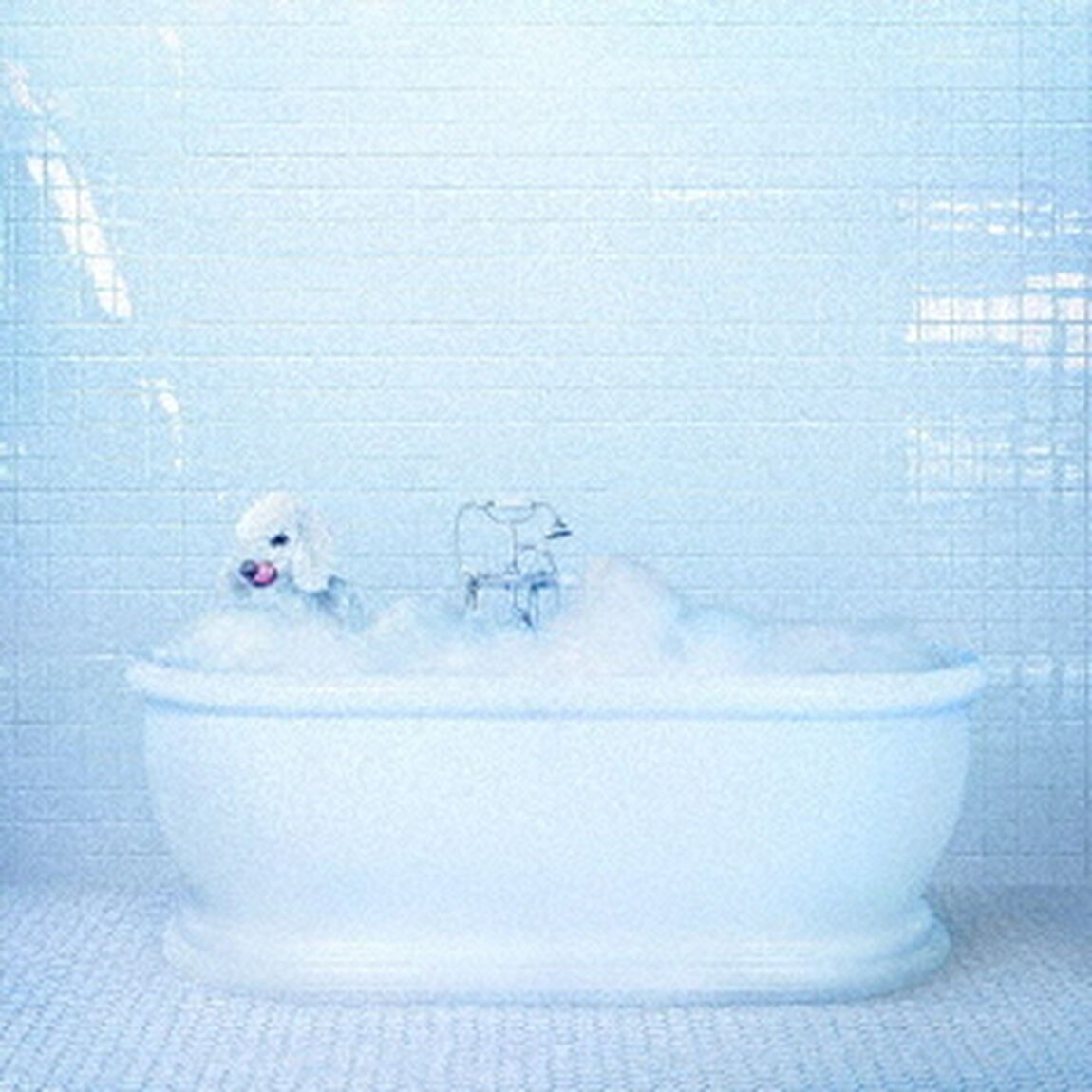ヴェッセル（ＣＤ）