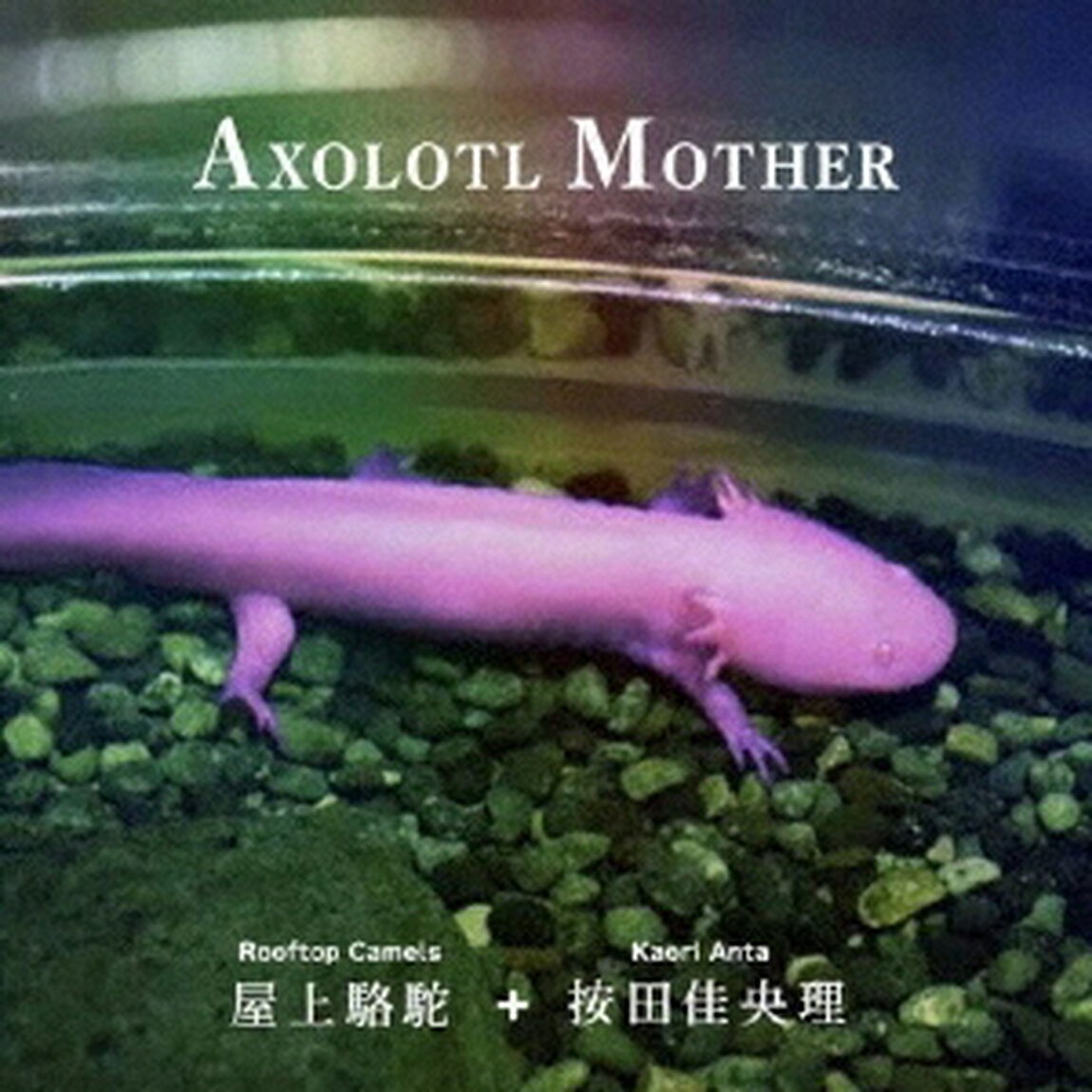 AXOLOTL　MOTHER（ＣＤ）