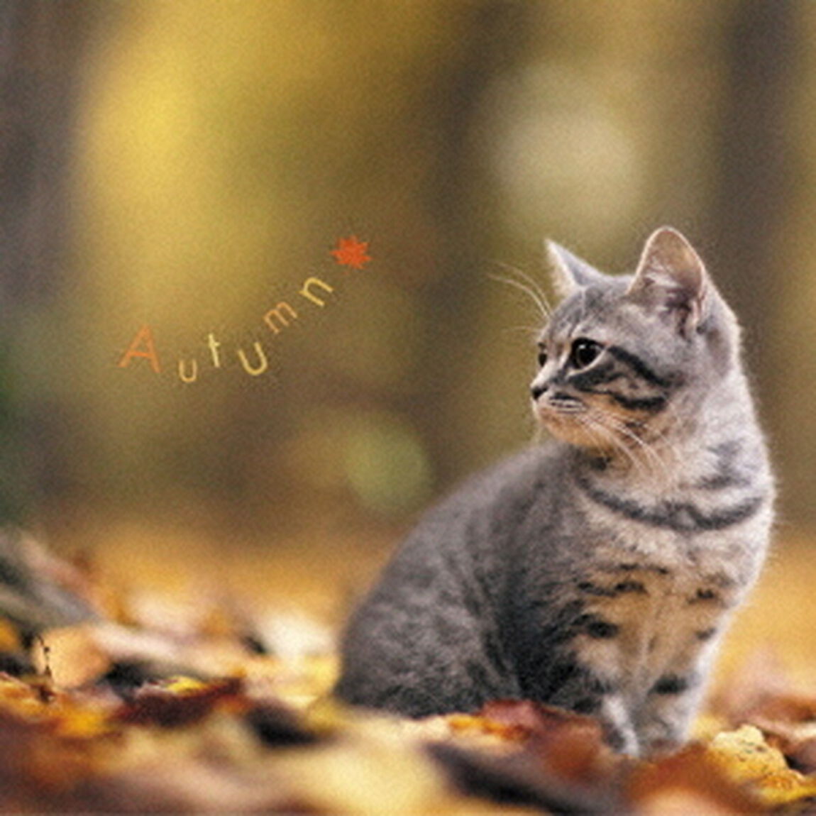 まるごと！秋　－Autumn－（ＣＤ）