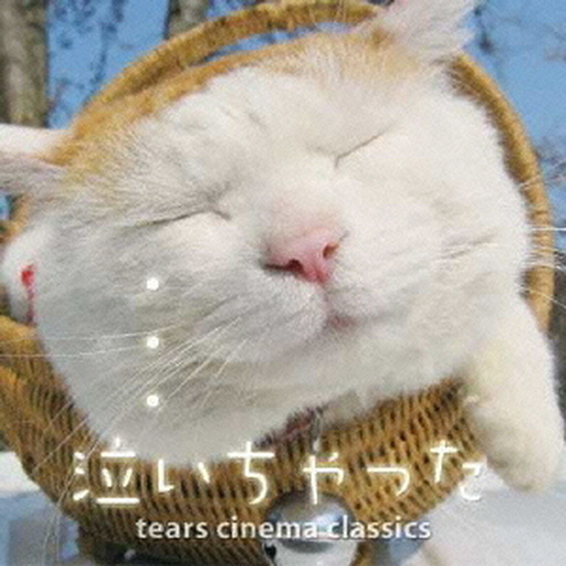 泣いちゃった（ＣＤ）