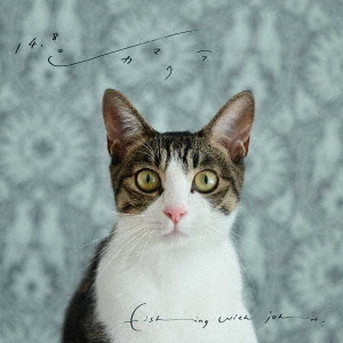 14．8℃カマクラ（ＣＤ）