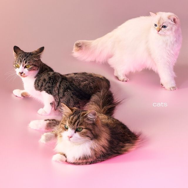 My Hair is Bad／cats（初回限定盤／CD+Photobook）（セブンネット限定特典：サコッシュ付き）（ＣＤ）
