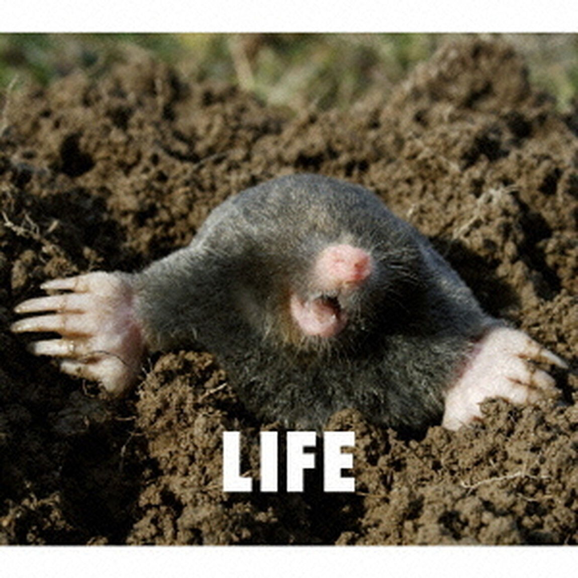 LIFE（ＣＤ）