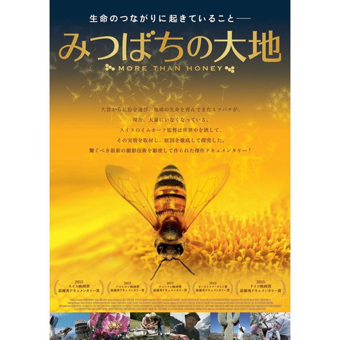 みつばちの大地（ＤＶＤ）