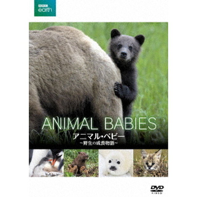 BBC　earth　アニマル・ベビー　〜野生の成長物語〜（ＤＶＤ）