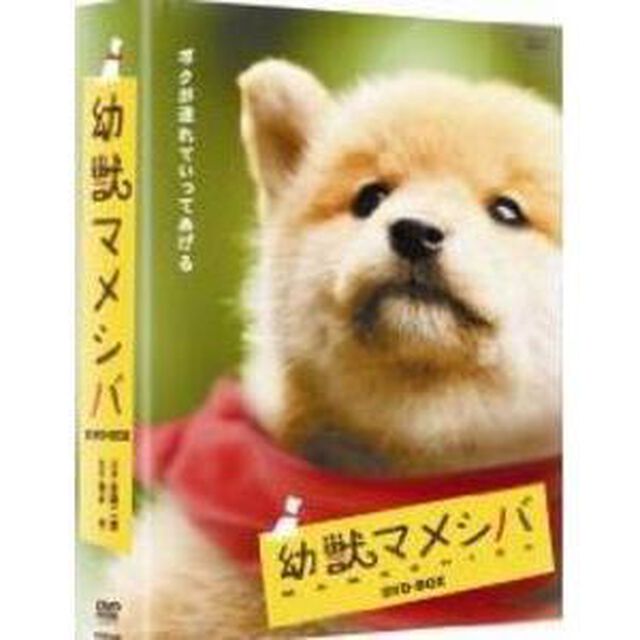 幼獣マメシバ DVD-BOX（ＤＶＤ）