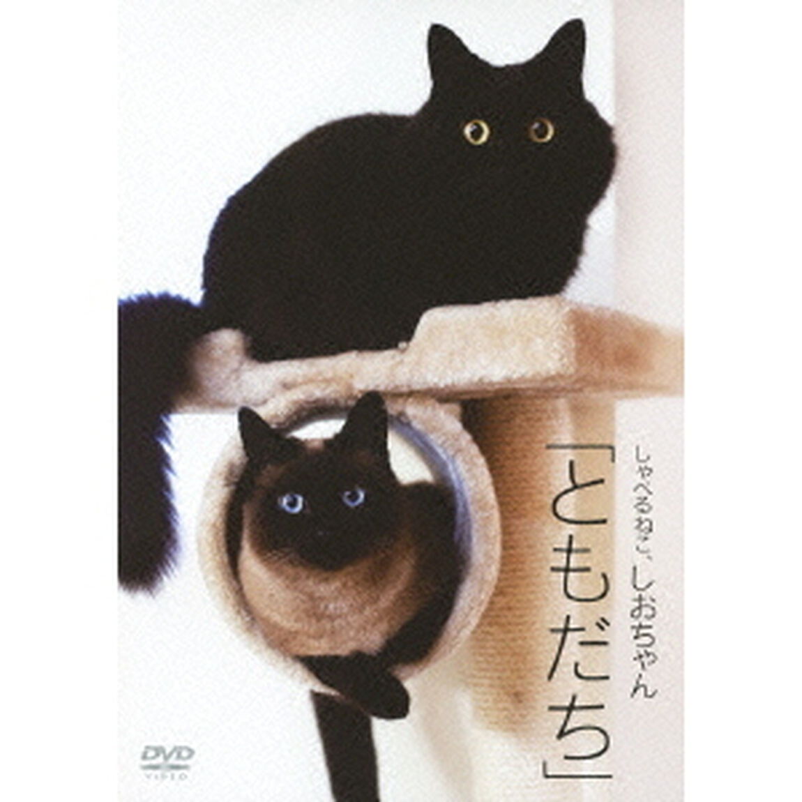 しゃべるねこ、しおちゃん　「ともだち」（ＤＶＤ）