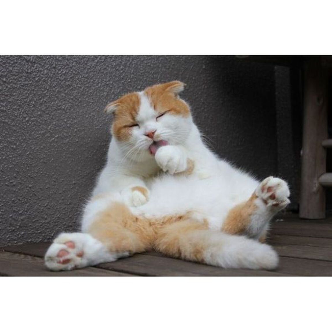 どスコい座り猫、まる。〜養老孟司先生と猫の営業部長〜（ＤＶＤ）