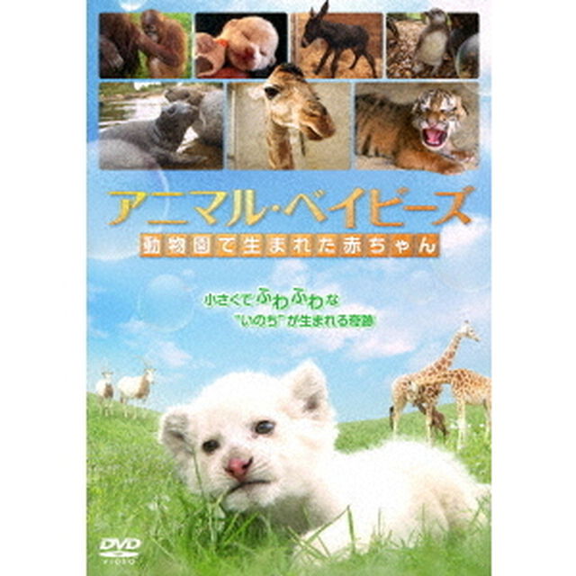 アニマル・ベイビーズ　動物園で生まれた赤ちゃん（ＤＶＤ）