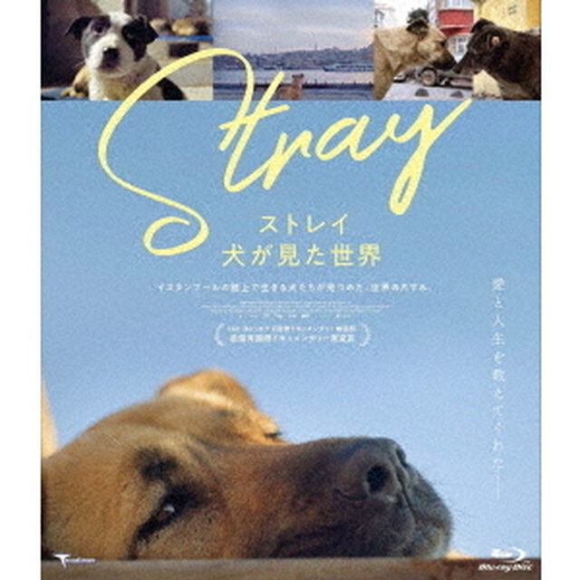 ストレイ　犬が見た世界（Ｂｌｕ－ｒａｙ　Ｄｉｓｃ）