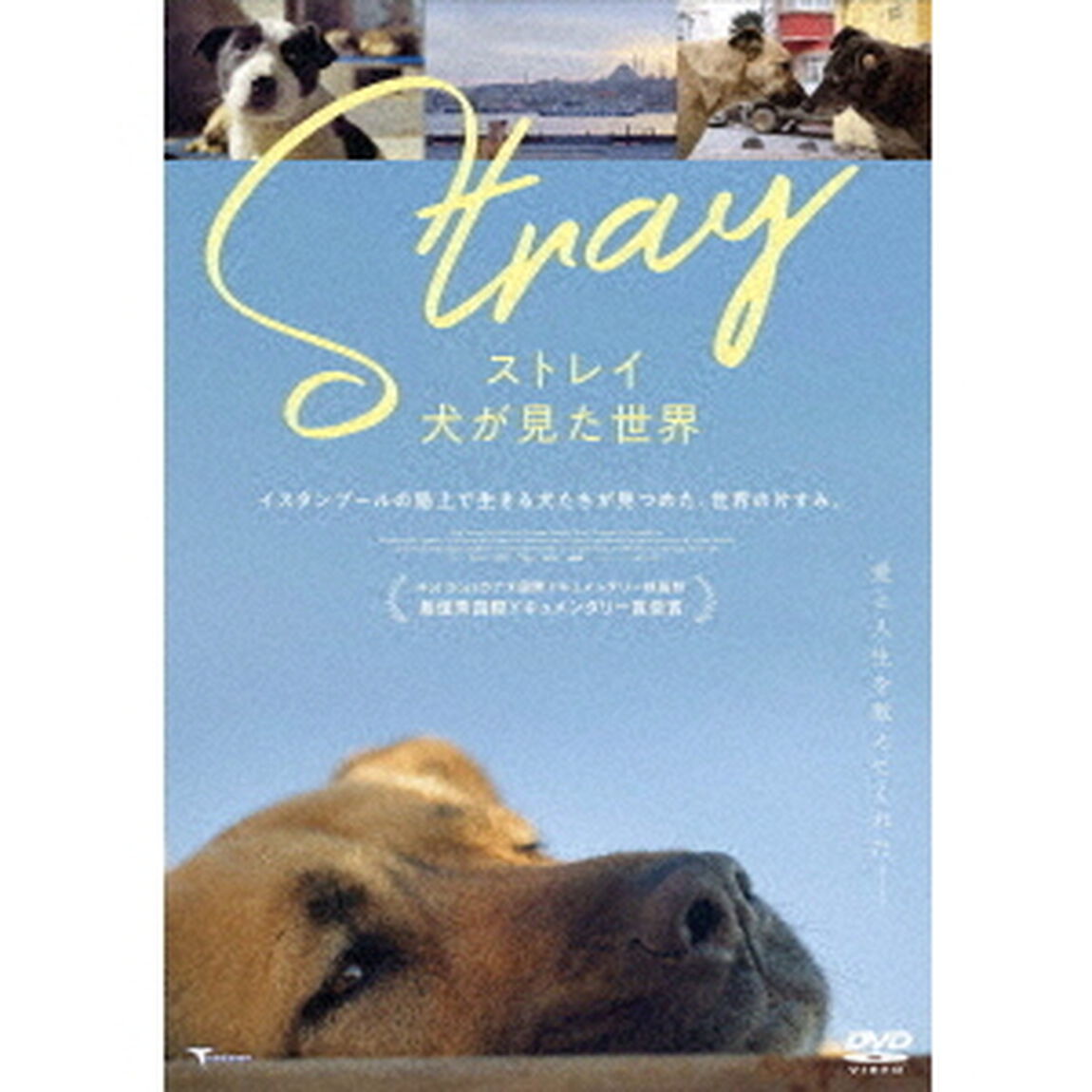 ストレイ　犬が見た世界（ＤＶＤ）