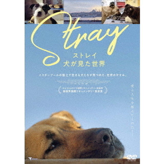 ストレイ　犬が見た世界（ＤＶＤ）